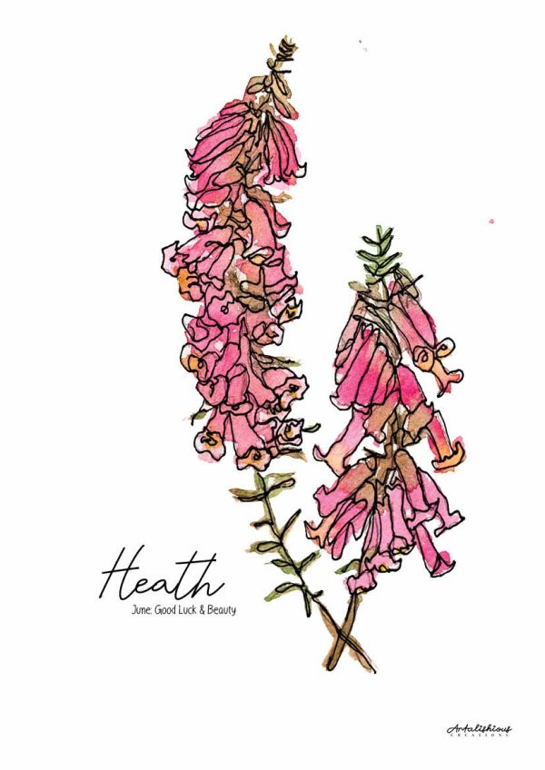 Australian Birth Flower Series: A Collection of Australian Native Flowers - Image 4