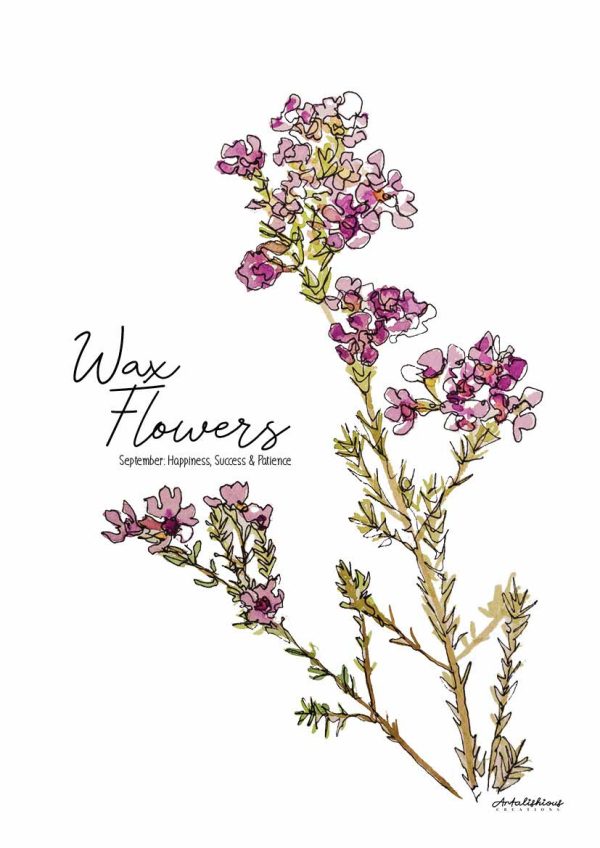 Australian Birth Flower Series: A Collection of Australian Native Flowers - Image 5